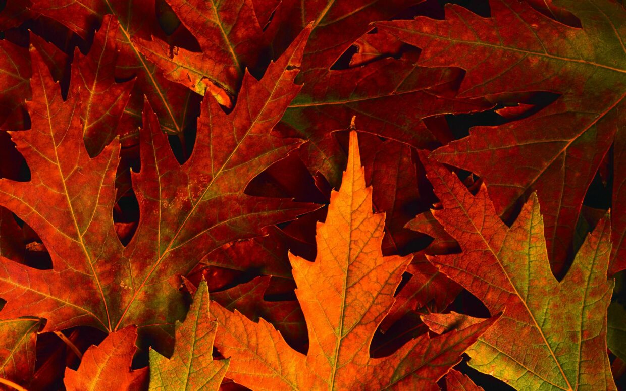 Fall Wallpaper HD: Stunning Autumn Backgrounds - PixelsTalk