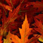 Desktop Fall Wallpapers High Quality Images.