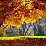 Desktop Fall Wallpapers High Quality Photo HD.