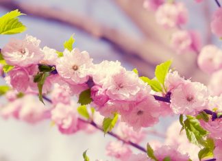 Desktop cherry backgrounds blossom pictures.