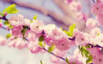 Desktop cherry backgrounds blossom pictures.