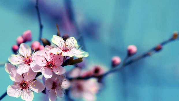 Desktop cherry blossoms hd wallpaper.