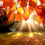 Desktop fall wallpapers full hd.