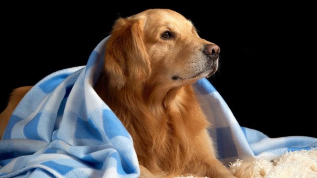 Dog blanket animal dogs animals best wallpapers HD.