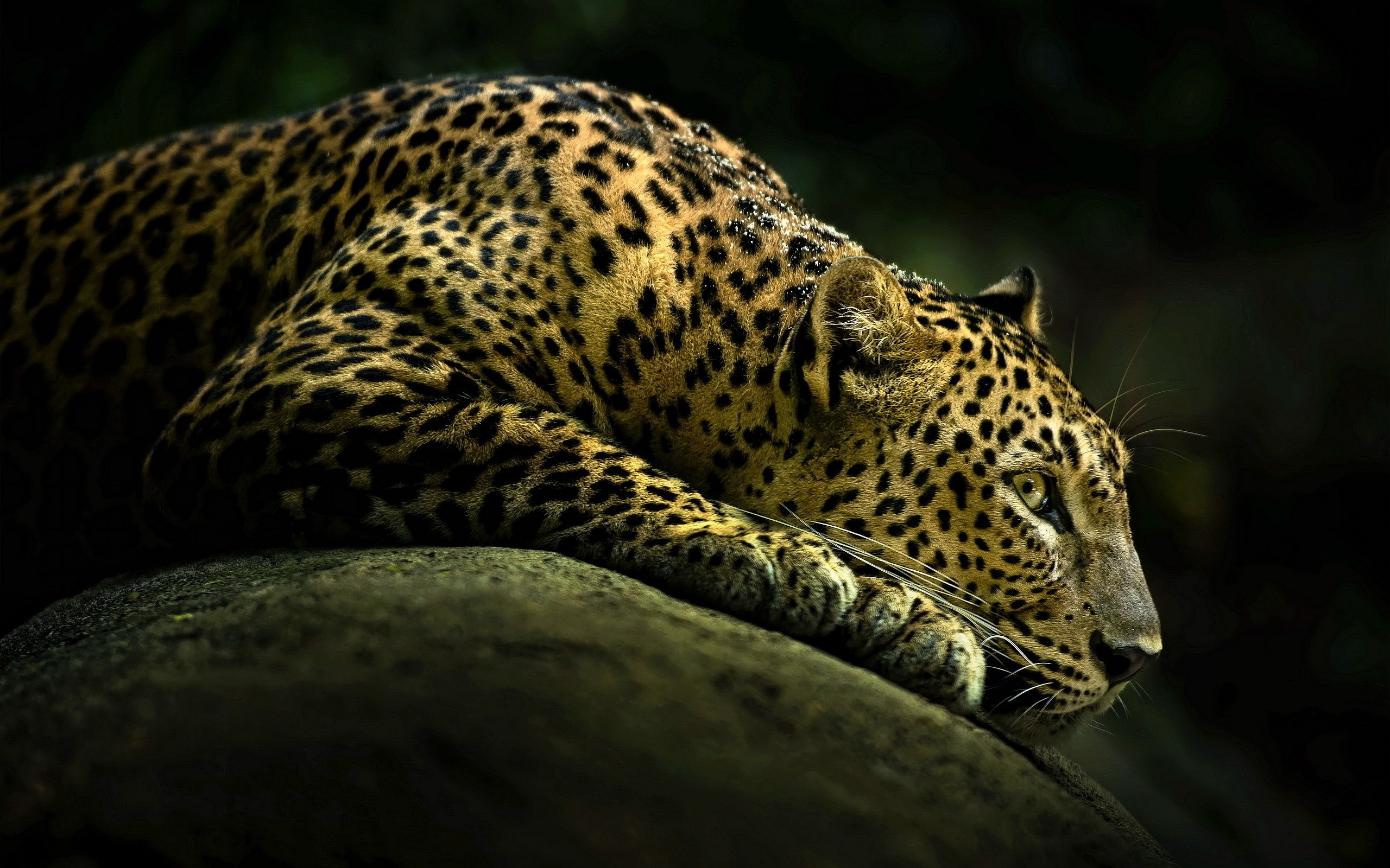 Leopard Hd Wallpaper High Resolution Pixelstalknet