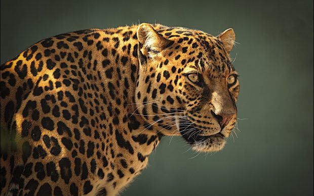 Download free leopard wallpaper.
