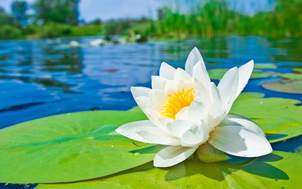 Download water lily hd 1920x1200 wallpapers.