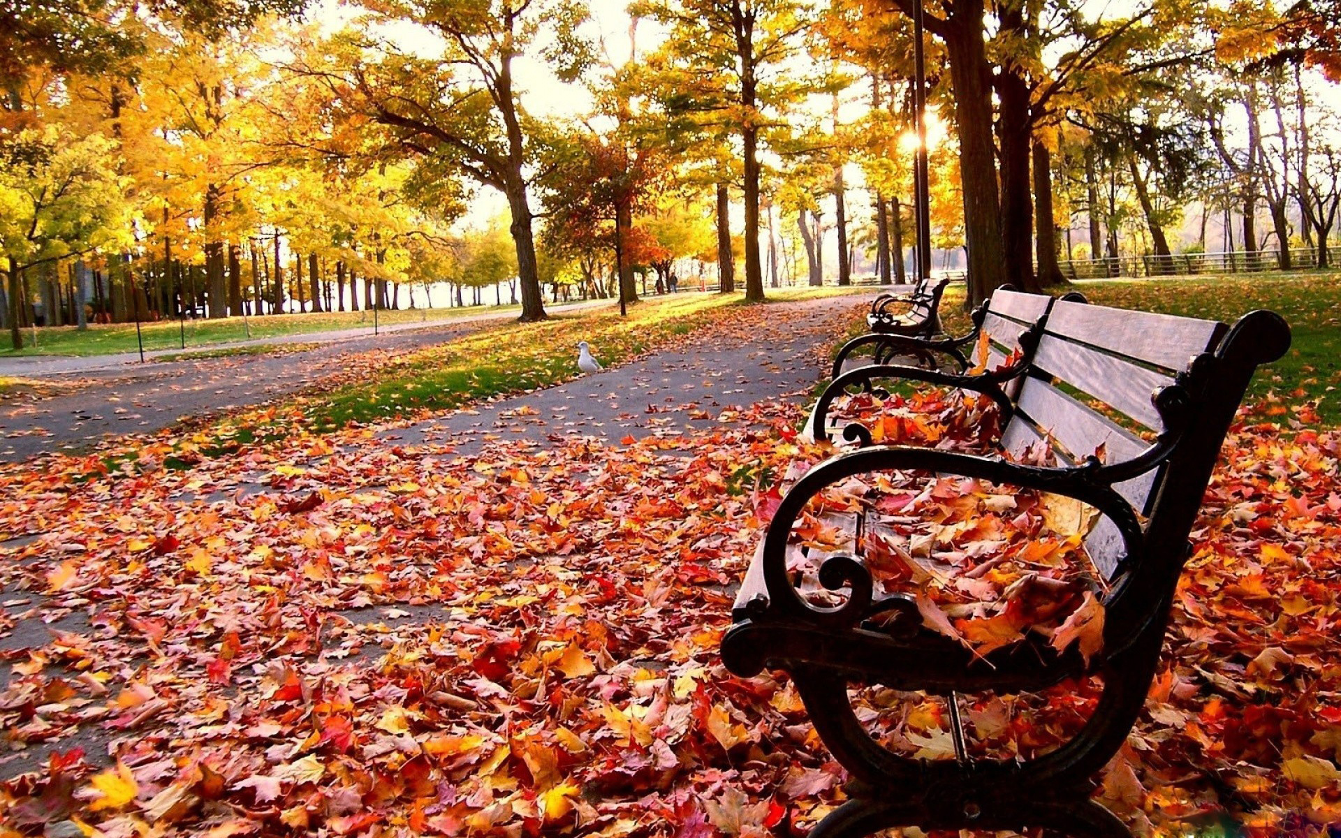 fall computer backgrounds