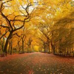 Fall Desktop Wallpaper Widescreen 1080p.