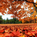 Fall Leaves Desktop Wallpapers.