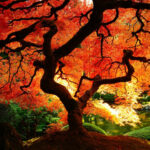 Fall Tree HD Wallpaper.