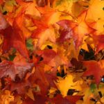 Fall colors wallpapers.