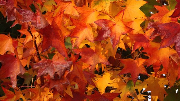 Colors Leaves Fall wallpaper.