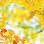 Fall leaves desktop hd wallpapers.