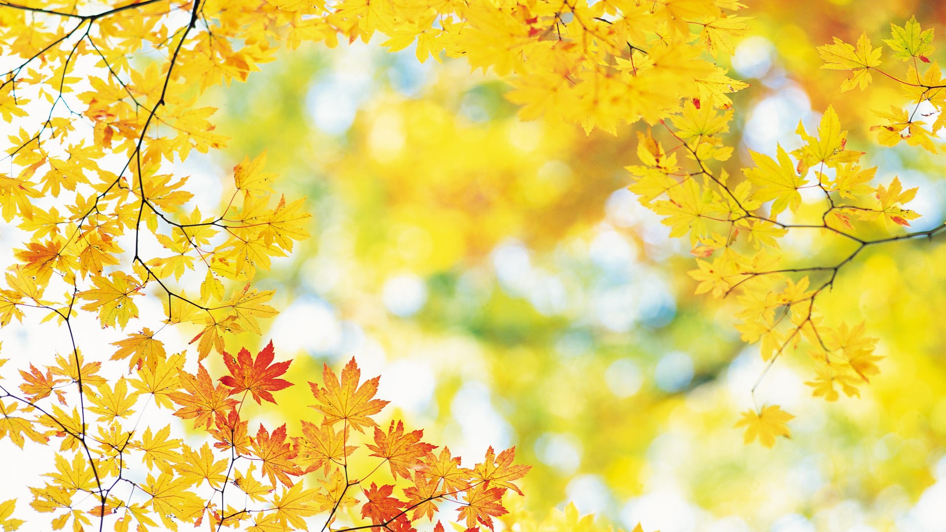 Fall Wallpapers HD make your desktop shine brighter ...