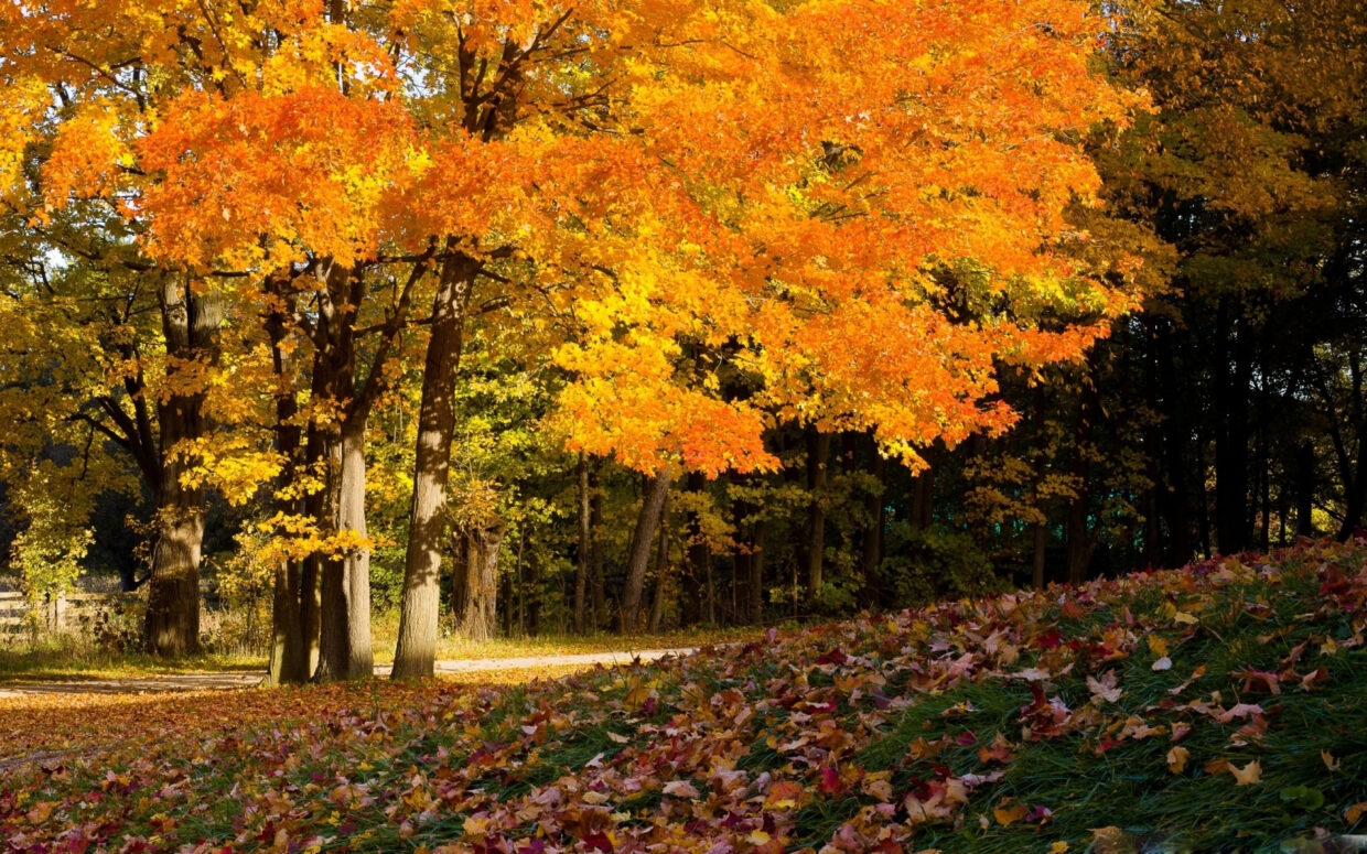 Fall Wallpaper HD: Stunning Autumn Backgrounds - PixelsTalk