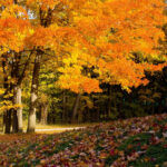 Fall scene wallpapers images.