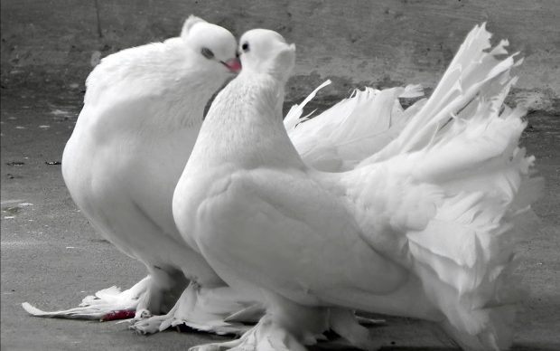 Fancy Pigeons Pictures.