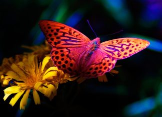 Flower Wallpaper Full HD Screen.