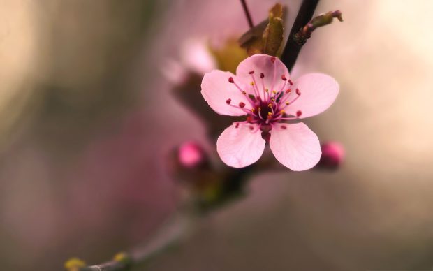 Flowering cherry blossom backgrounds.