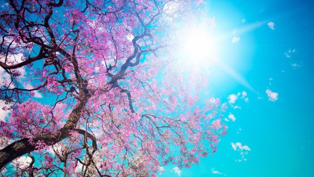 Flowers Cherry Blossom Wallpapers Download Free.