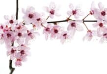 Pink cherry blossom flowers on a branch, beautiful springtime floral bloom, delicate pink petals, flowering tree, nature, spring season, soft pastel colors, blossom pattern.