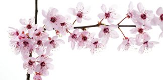 Flowers cherry blossoms wallpapers full size.