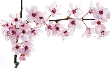 Flowers cherry blossoms wallpapers full size.