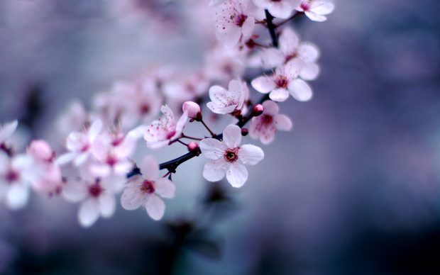 Flowers wallpapers blossom cherry.