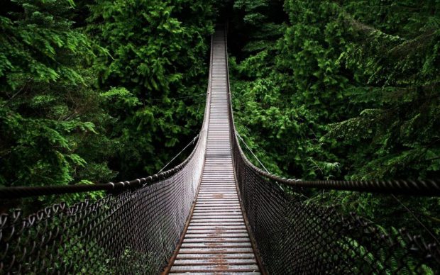 Forests Bridges Natural Scenery HD Wallpaper 1440x900.