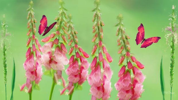 Foxgloves Fancy Wallpaper.