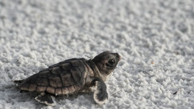 Free Baby Turtle Wallpaper Download.