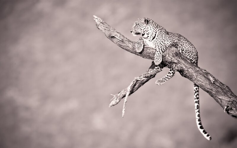 Leopard HD Wallpaper High Resolution - PixelsTalk
