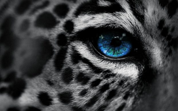 Free Download Leopard Backgrounds.