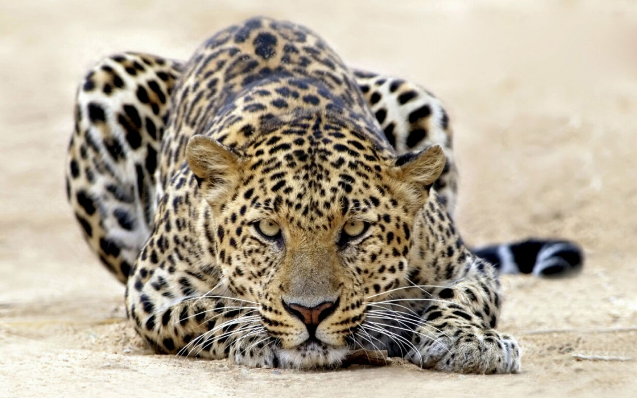 Leopard HD Wallpaper High Resolution - PixelsTalk