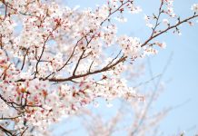 Free Download cherry blossom wallpaper white.