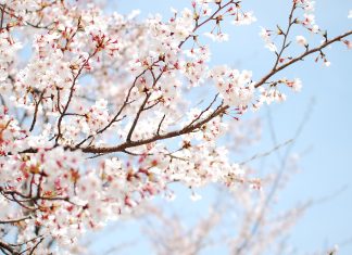 Free Download cherry blossom wallpaper white.