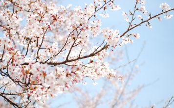 Free Download cherry blossom wallpaper white.