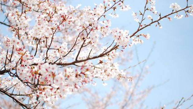 Free Download cherry blossom wallpaper white.