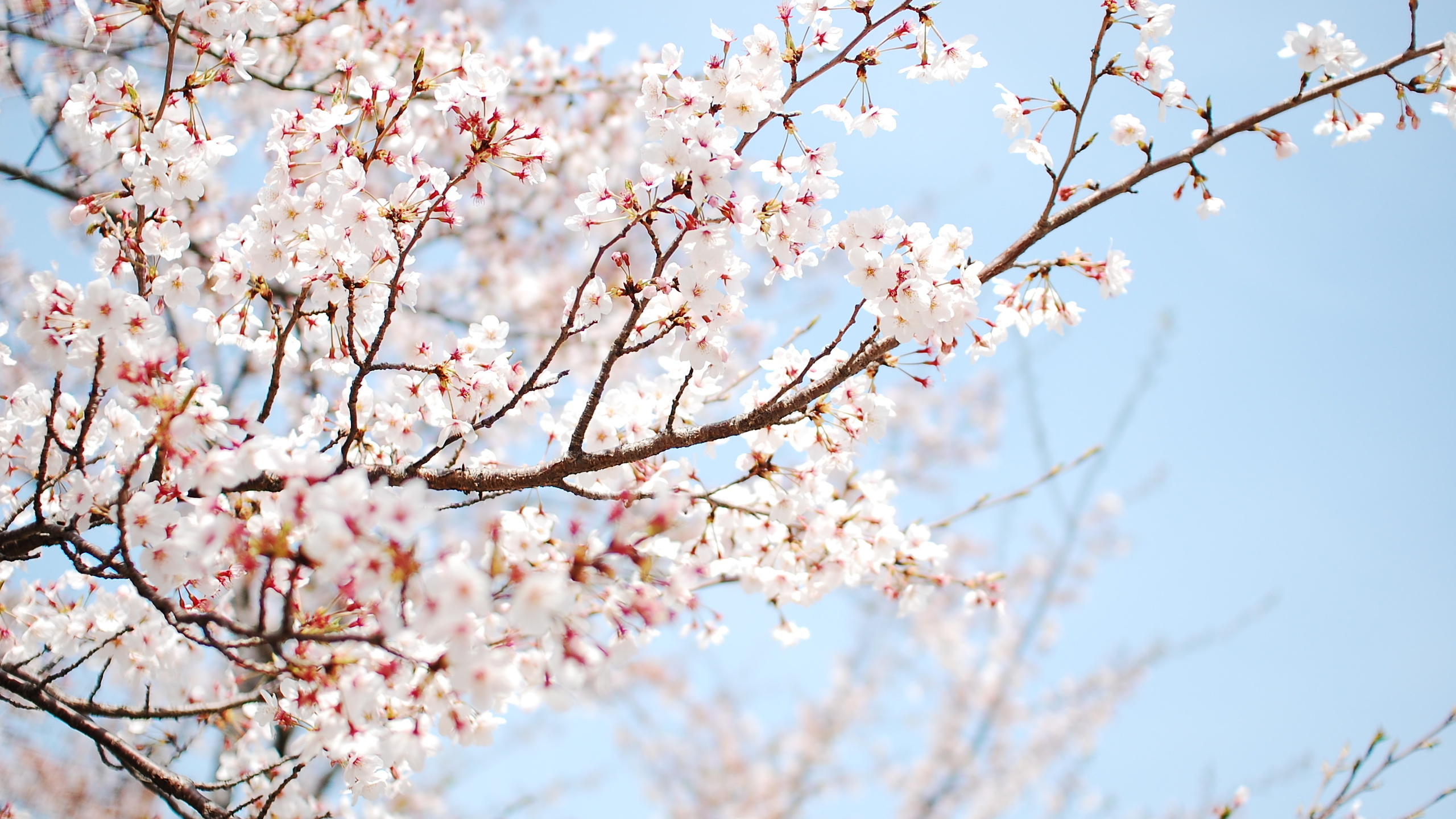 White Cherry Blossom Wallpapers