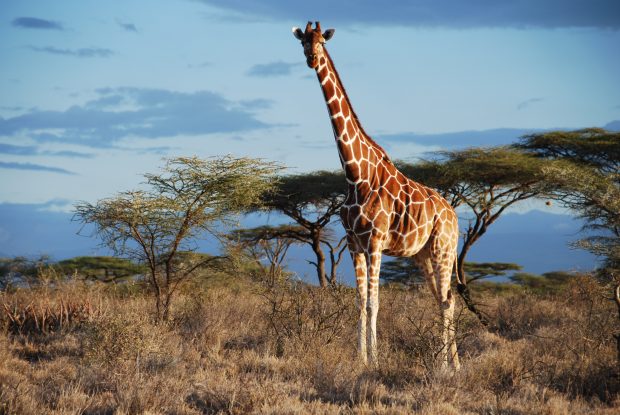 Free Dwonload Giraffe Background HD.