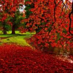 Free Images Fall Desktop Wallpapers.