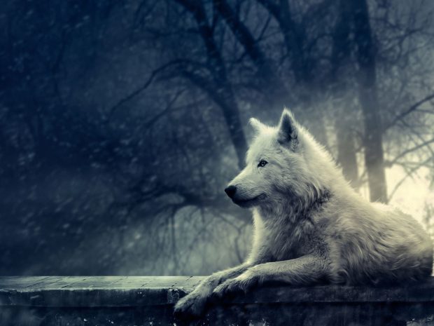 Free Wolf Wallpapers Download.