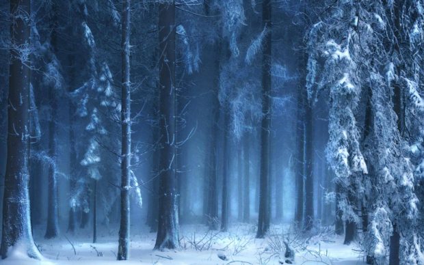 Frozen forest wallpaper HD.