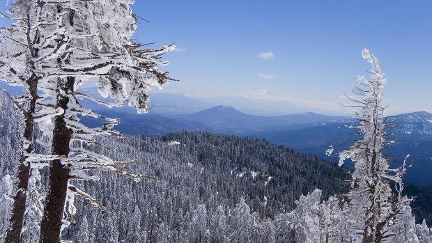 Frozen forest wallpaper background winter HD.