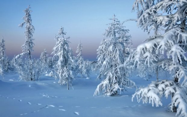 Frozen trees winter snow nature HD wallpapers.