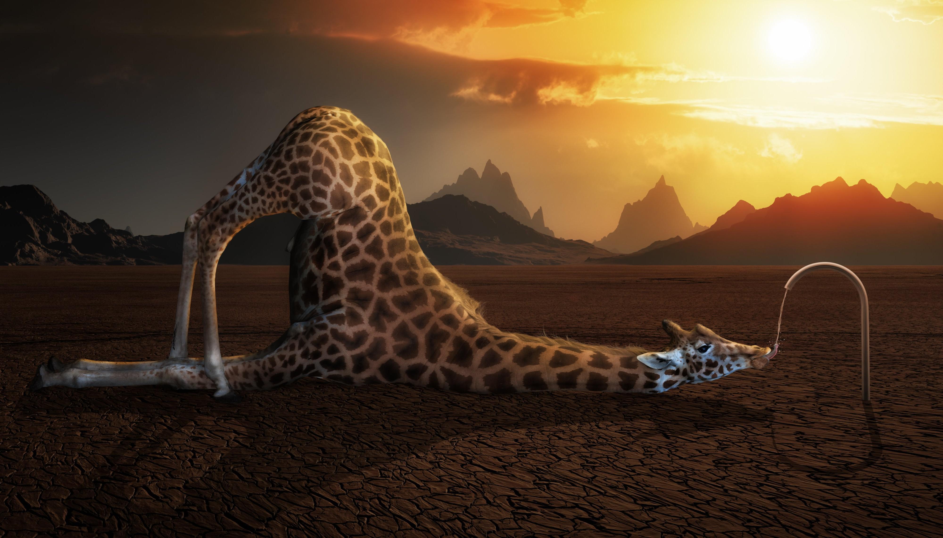 Giraffe HD Wallpapers | PixelsTalk.Net