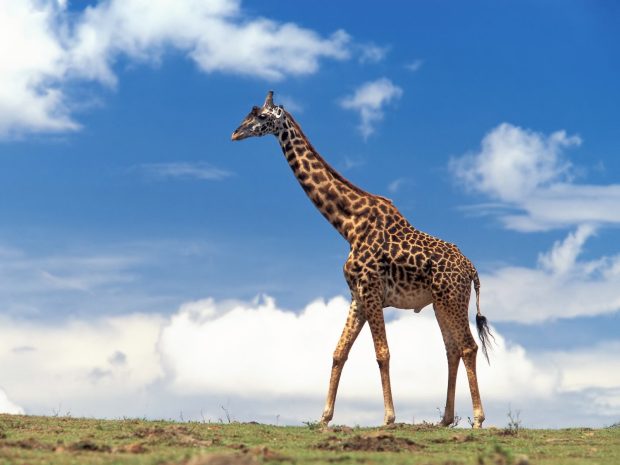 Giraffe Background.