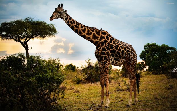 Giraffe HD Background.