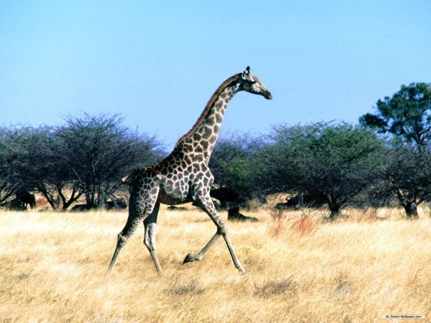 Giraffe HD Background Free.